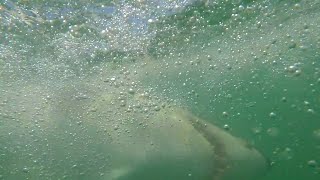 Consumed By 2 Great White Sharks  Peter Clarkson [upl. by Imogene]