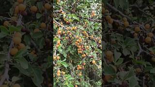 Cathium Coromandelicum  Karehannu  సిన్న బలసు  thorny fruits  jungle fruits  ಕಾರೆ ಹಣ್ಣು  viral [upl. by Meehahs504]