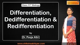 Differentiation Dedifferentiation amp Redifferentiation  Plant Growth amp Development  CBSE Class 11 [upl. by Kinson588]