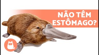 10 CURIOSIDADES sobre o ORNITORRINCO que você não conhecia 🤎 Mamíferos que põem ovos [upl. by Tootsie191]