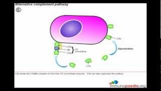 Complement system Alternative pathway [upl. by Clemen918]