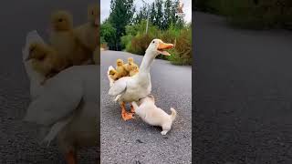 Cute video about ducks and The puppy [upl. by Acisse]