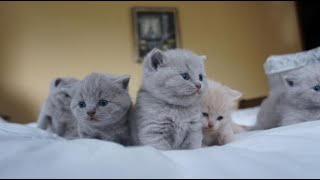 British Shorthair Kittens Compilation from Birth to 1 Month Old Outstanding Cats Cattery Litter A [upl. by Dietz]