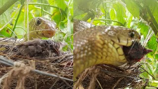 GIGANTIC Snake EATS UP Sleeping Baby Birds  Story of Intense Brutality of Nature  Bulbul nest [upl. by Novehc100]