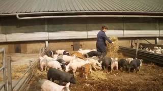 HELDERVARKEN Biologische varkensboerderij t Helder WinterswijkHuppel [upl. by Ydnes]