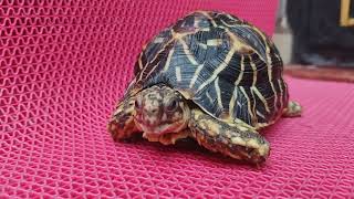 Indian star tortoise from my home 🏠 HD video 2024 [upl. by Aelyak]