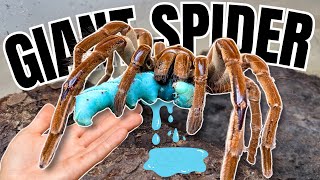 Tarantula Feeding Frenzy Goliath BirdEaters vs Giant Blue Hornworms [upl. by Navi789]