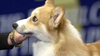 Pembroke Welsh Corgi 2018 National Dog Show Herding Group NBC Sports [upl. by Solange928]