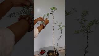 How to shape a bonsai tree Escritores for small [upl. by Lrac]