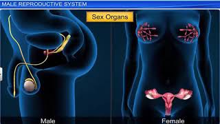 Reproduction Process In Humans Humans Reproductive Organs detail study Class 12th and 10th [upl. by Selle939]