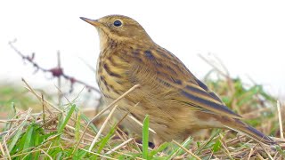 Goldcliff Birding 209  Sparrow Hawk Ruff Meadow Pipit 4K [upl. by Nimsaj]