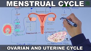 Menstrual Cycle  Ovarian and Uterine Cycle [upl. by Vtarj68]