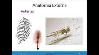 Entomologia Agrícola Anatomia Externa Cabeça e Antenas [upl. by Enairb922]