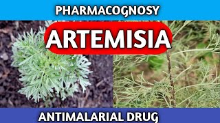 Artemisia Pharmacognosy  Antimalarial Crude Drug  New Syllabus [upl. by Zwiebel]