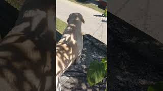 Labrador dog lucky barking loudly 11 shorts viral trending [upl. by Leamsi]