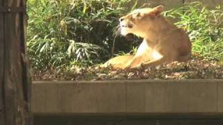 Deer jumps in to Lion Exhibit at the National Zoo DC [upl. by Marie-Jeanne]