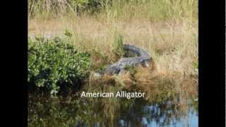 American Crocodile Vs American Alligator [upl. by Hortense]