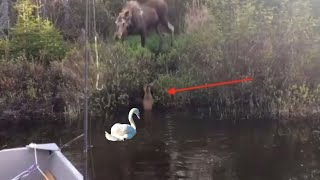 A Moose Watched Her Baby Moose Drown Look Who Came to the Rescue [upl. by Lilithe]