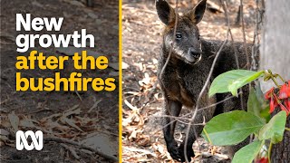 ‘Honouring the survivors’ as forest recovers after bushfire  Black Summer bushfires  ABC Australia [upl. by Eneiluj493]