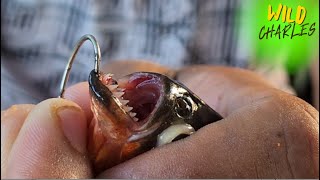 Amazon Piranha Fishing Gone Wild Swimming with Piranha [upl. by Wivina]