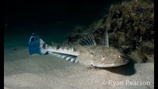 Dusky Flathead  Platycephalus fuscus [upl. by Teressa]