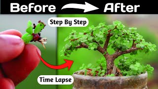 Jade Bonsai Making From Branch Cutting [upl. by Rhoads]