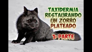 Taxidermia Restaurando un Zorro Plateado 1ºParte [upl. by Harikahs]