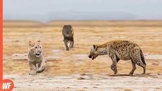 Hyena Attacks Lion Cub and Quickly Regrets It [upl. by Askari]