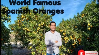 Exploring Valencias Orange Farm [upl. by Luisa]