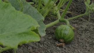 Summer Squash Growing Time Lapse [upl. by Bullough]