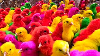 Catch million of colorful baby chicks lovely hen baby chicks rainbow chicks funny chicks ducks [upl. by Bellis682]