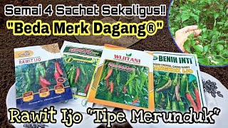 Semai Cabe Rawit Ijo Tipe Merunduk  4 Sachet Sekaligus Beda Merk Dagang ® [upl. by Halla]