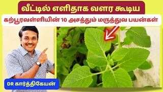 செலவில்லாத கற்பூரவள்ளி செடி 10 மருத்துவம்  10 health benefits of karpooravalli [upl. by Ethe]