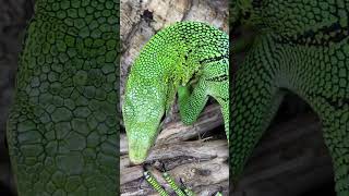 IS THIS SPIRALTAILED LIZARD PRETTY TO YOU SABZI The Green Tree Monitor Lizard shorts [upl. by Ynnohj]