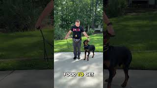 How To Train a Rottweiler to Walk The Plank [upl. by Farron]