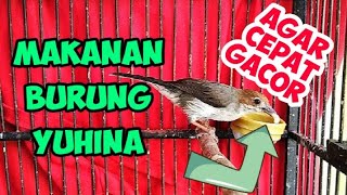 MAKANAN BURUNG YUHINA AGAR CEPAT GACOR  PAKAN BURUNG YUHINA [upl. by Ella]