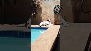 Sextouuu pets dalmatian dalmatas dalmatiner 101dalmatas animals funnyvideo [upl. by Bertolde931]