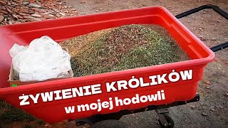 ŻYWIENIE KRÓLIKÓW  żywienie królików mieszanką zbożową  Co jedzą moje zwierzęta w hodowli [upl. by Yoreel]