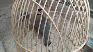 Chukar Partridge Breeding [upl. by Harbird]