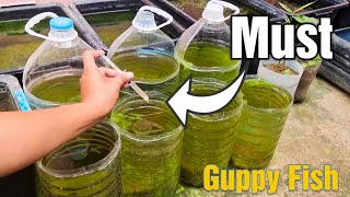 Natural Method For Grooming Guppies Using Water Bottles [upl. by Llerrac621]