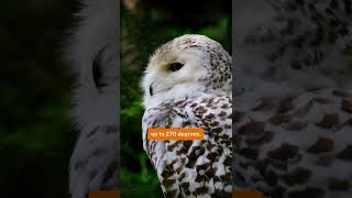 KnowledgeIsPowerquotThe Unique World of Owls Natures Mysterious Huntersquotyoutubeshortstrending [upl. by Lehctim]