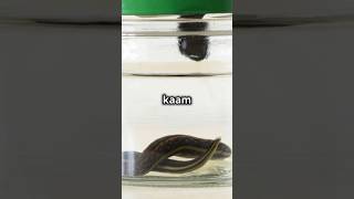 Annelida phylum kingdom animals animalia earthworm facts know knowledge gksciencebiology [upl. by Chas]