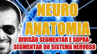 Divisão segmentar e suprasegmentar do Sistema Nervoso  Neuroanatomia  VideoAula 072 [upl. by Ahtreb]