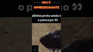 ISSO É IMPRESSIONANTE [upl. by Sucramrej]