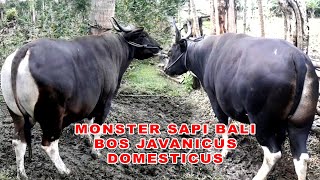 MONSTER SAPI BALI  Sapi Bali Super Jumbo  Bos Javanicus Domesticus  Big Bull  Sapi Bali Monster [upl. by Ayocal]