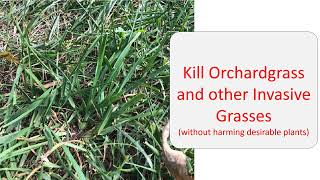 Kill Invasive Grasses Like Orchardgrass [upl. by Draude838]