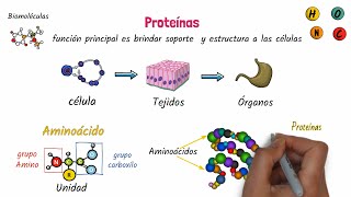 Proteínas Biomoléculas [upl. by Aylatan484]