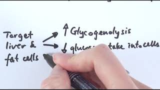 A2 Biology  Regulation of blood glucose level OCR A Chapter 143 [upl. by Nibot]