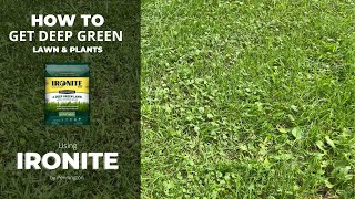 How to FIX your Lawn and turn plants Deep Green with Ironite [upl. by Jania89]