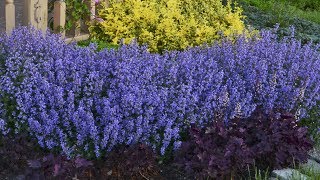 Nepeta Production Tips  Walters Gardens [upl. by Emixam]